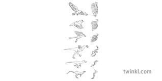 bird evolution chart skeleton animal science secondary bw