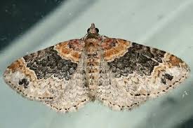 Image result for Monanthotaxis ferruginea