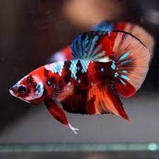 With their unique colors, they are highly sought after by betta enthusiasts, especially among plakat enthusiasts! New Species Live Betta Fish Fancy Hybrid Nemo Red Koi Galaxy Halfmoon Plakat 270 Betta Fish Betta Fish