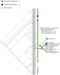 Image result for Triaspis macropteron