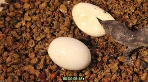 Where can i buy an incubator for lizard eggs? Lizard Eggs Hatching Shefalitayal