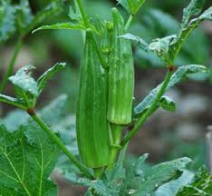 Image result for Abelmoschus esculentus