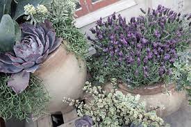 Pin By Rolling Greens Nursery On Arrangement Bar Container Gardening Succulents In Containers Purple Flowering Plants