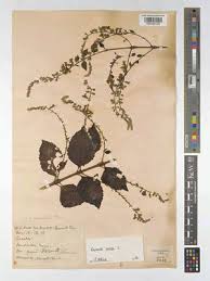 Image result for Nesogenaceae