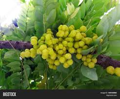 Image result for Phyllanthus acidus