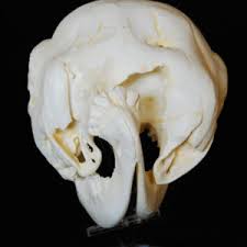 Discover more posts about replica human skull. Cow Skulls For Sale Skeletons And Skulls Superstore