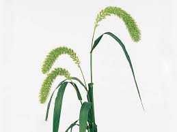 Image result for Setaria italica