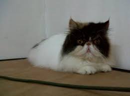 Berikut ini rentang harga kucing persia: Kucing Persia Dan Turunannya Noorx