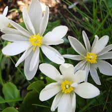 Yarrow flower is a healing herb used both physically and mentally. Bloodroot Flower Essence Flower Essences Flower Remedies Tree Frog Farm