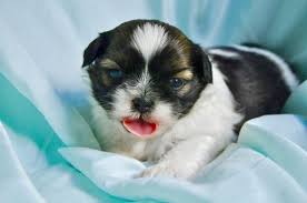 Litter Of 6 Shih Tzu Puppies For Sale In Ashburnham Ma Adn 39225 On Puppyfinder Com Gender Male S And Female S Ag Puppies Puppies For Sale Shih Tzu Puppy