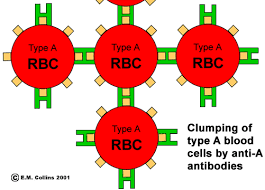 Animated Blood Types