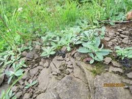 Image result for Microglossa densiflora