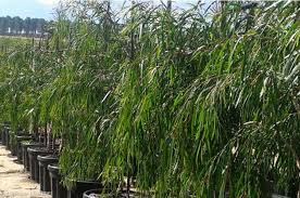 Image result for Melaleuca leucadendron