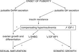Physiology Of Puberty Glowm
