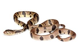 Image result for Atractus zgap