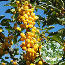 We are again offering a wide variety of apple trees for sale. Malus Yellow Siberian Crab Apple Tree Free Uk Delivery