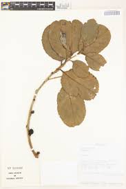 Image result for Dovyalis macrocalyx