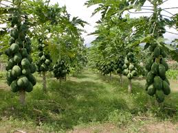1.14 sketsa buah buahan (melon). Mengenal Buah Pepaya Dan Asal Mulanya Pepaya Carica Papaya L Atau Betik Yaitu Tumbuhan Yang Awal Mulanya Berasal Dari Wilayah Meksi Pepaya Tanaman Meksiko
