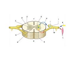 The brain and nervous system. Can You Label The Spinal Cord Anatomy Quiz