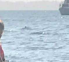 It turns out there was a recorded shark attack on a chicago beach in 1955 in lake michigan. 2rdentacyw5 Jm