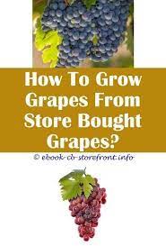 5 Delicious Ideas How To Grow Grapes Plant At Home How To Grow Grape Plant At H Delicious Grape Grapes Grow Home Ideas Plant