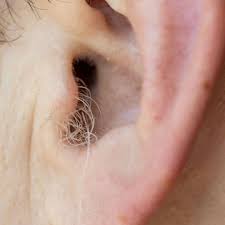 DID YOU KNOW? If hair grows on your ears, it's because your body is… See  more