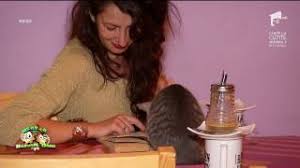 Este un loc linistit si cu o vibratie frumoasa. Cafenea Cu Pisici Acum Si In BucureÈ™ti Youtube