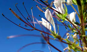 Image result for Cleome gynandra