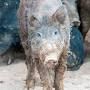 Profile Picture of Feral swine control: long-term solutions might be nearon Google