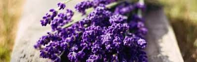 فوائد عشبة الخزامى للشعر صحتك Crystals Rocks And Crystals Amethyst