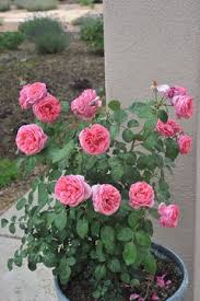 From wikimedia commons, the free media repository. Anyone Have Experiance With Dee Lish