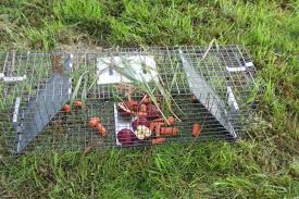 Comment Se Debarrasser Des Rongeurs Au Jardin Naturellement Ecoconso