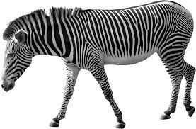 Wild Side Element 3 1 Png 1725 1130 Zebra Png Images Zebra Illustration