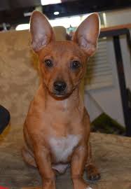 We did not find results for: Rat Cha Rat Terrier Chihuahua Mix Brown And White Pets Lovers