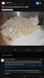 Feed your cat too little or the wrong kind of food, and he won't maintain good health. The R Chonkers Community Is Terrible And Messed Up Cringetopia