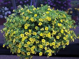 Image result for calibrachoa million bells