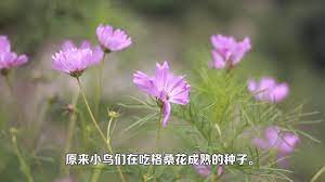走自然之道爱一切生命 生命绿洲亮点系列 two by two