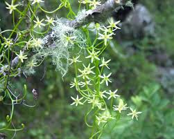 Image result for Bowiea volubilis