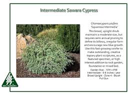 This floriferous honeysuckle has a foliage of oval, dark green leaves. Chamaecyparis Pisifera Squarrosa Intermedia Iseli Nursery
