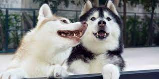 The exact address is : Huskiss Cafe Husky Cafe Kelana Jaya