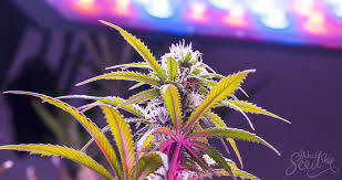 Indoor grow lights for cannabis. Top 10 Led Grow Lights Auf Dem Markt Weedseedshop