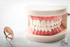 For the same reason the chinese dictionary contains traditional and simplified chinese terms on one side and pinyin and english terms on the other. Https Biadentalcenter Com Articles En 3 What Are Dentures And What Are The Products Of Bia Dental Center