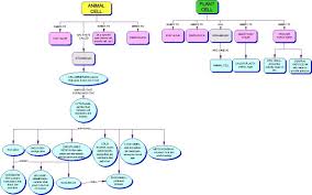 Cell Cycle And Mitosis Concept Map Answers Science Cells Cell Cycle Mitosis