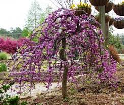Bear Creek Nursery Common Tree Names Plant Images M Z Redbud Tree Trees To Plant Garden Trees