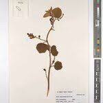 Image result for Lannea katangensis