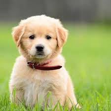 Of course, the right puppy for your needs and personality is going to be important as well. Golden Retriever Pdsa