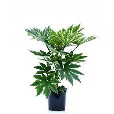 Nomi, immagini e informazioni sulle piante da interno, con utili consigli per la coltivazione e il mantenimento. Piante Verdi Archivi Floricoltura Pisapia E Specializzate Nella Produzione Di Piante Ornamentali In Vaso