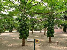 Maybe you would like to learn more about one of these? Cara Tut Pokok Betik Kaedah Pokok Hiasan Dan Landskap Facebook