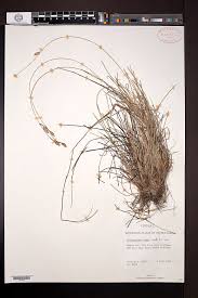 Image result for Abildgaardia ovata