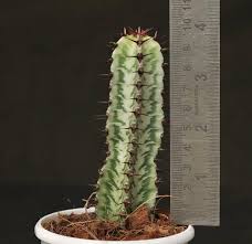 Image result for Euphorbia confinalis
